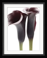 Zantedeschia Fine Art Print