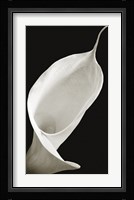 Calla I Fine Art Print