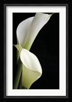 Calla II Fine Art Print