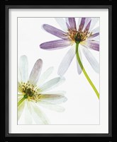 Translucence Fine Art Print