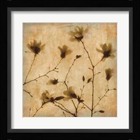 Magnolias II Fine Art Print