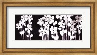 White Flowers on Black I Fine Art Print