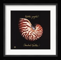 Striking Shells II Fine Art Print