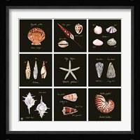 Striking Shells 9-patch Fine Art Print