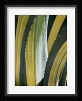 Variegated Agave I Fine Art Print