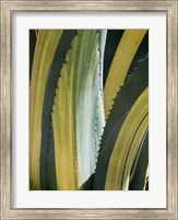 Variegated Agave I Fine Art Print