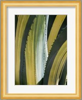 Variegated Agave I Fine Art Print