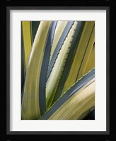 Variegated Agave II Fine Art Print