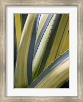 Variegated Agave II Fine Art Print