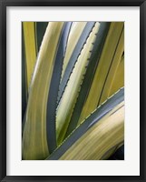 Variegated Agave II Fine Art Print