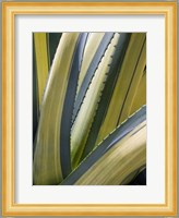 Variegated Agave II Fine Art Print