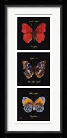 Primary Butterfly Panel I Framed Print