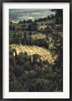 Tuscan Vineyard Fine Art Print