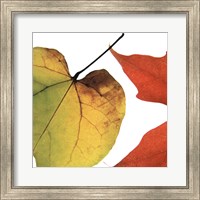 Inflorescent Leaves I Fine Art Print