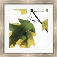 Inflorescent Leaves III Fine Art Print