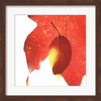 Inflorescent Leaves IV Fine Art Print