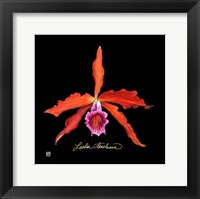 Vivid Orchid II Fine Art Print