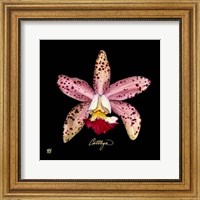 Vivid Orchid III Fine Art Print