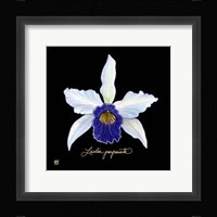 Vivid Orchid IV Fine Art Print