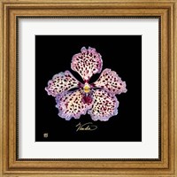 Vivid Orchid V Fine Art Print