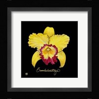 Vivid Orchid VII Fine Art Print