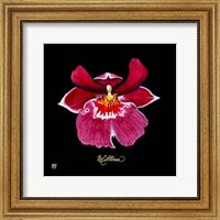Vivid Orchid VIII Fine Art Print