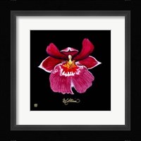 Vivid Orchid VIII Fine Art Print