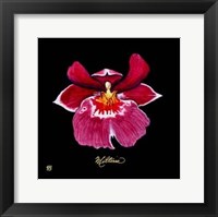 Vivid Orchid VIII Fine Art Print