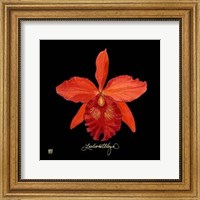 Vivid Orchid IX Fine Art Print
