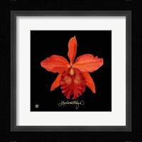 Vivid Orchid IX Fine Art Print