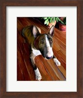 Bull Terrier Down Fine Art Print