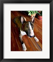 Bull Terrier Down Fine Art Print