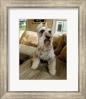 Schnauzer Fine Art Print