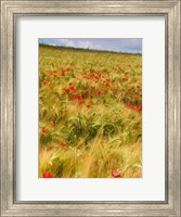 Poppies in Field I Fine Art Print
