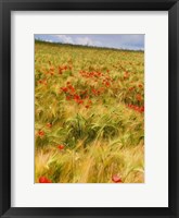 Poppies in Field I Fine Art Print