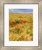 Poppies in Field II Fine Art Print