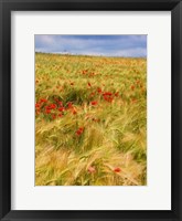 Poppies in Field II Fine Art Print