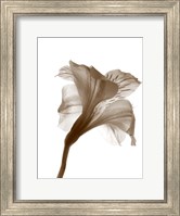 Inflorescence I Fine Art Print