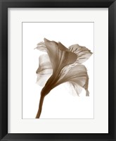Inflorescence I Framed Print