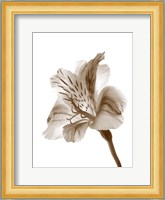 Inflorescence II Fine Art Print