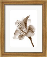 Inflorescence II Fine Art Print