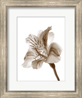 Inflorescence II Fine Art Print