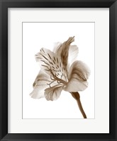 Inflorescence II Framed Print