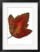 Leaf Inflorescence I Fine Art Print