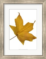 Leaf Inflorescence II Fine Art Print