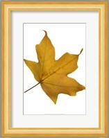 Leaf Inflorescence II Fine Art Print