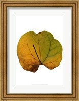 Leaf Inflorescence III Fine Art Print