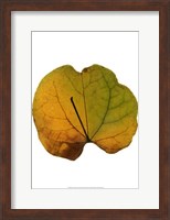 Leaf Inflorescence III Fine Art Print