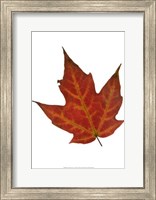 Leaf Inflorescence V Fine Art Print