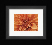 Mini Graphic Dahlia I Fine Art Print